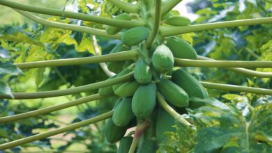 papaya leaves top benefits