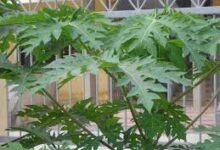 Benefits of papaya leaves