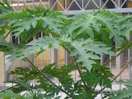 Benefits of papaya leaves